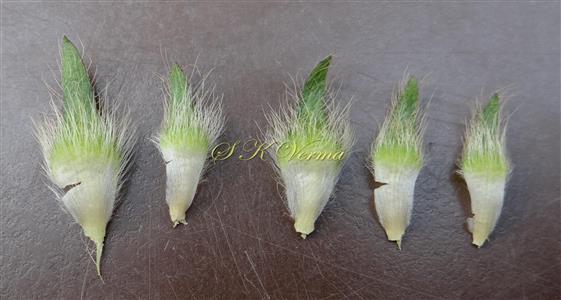  Sepals